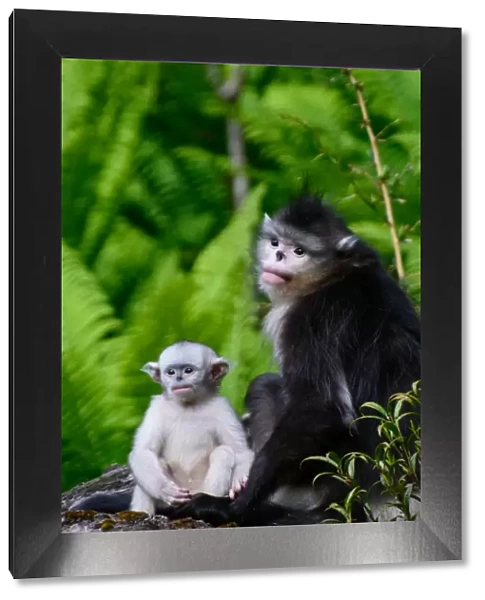 Infant Black Snub-Nosed Monkey and Mother