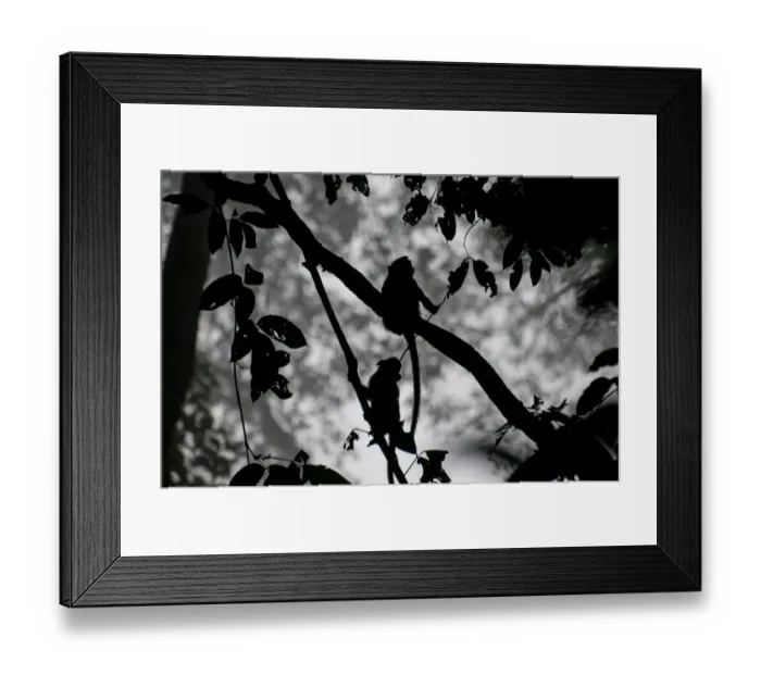 Framed Print : Young Macaques Silhouetted in the Jungle Framed Print : Young Macaques Silhouetted in the Jungle