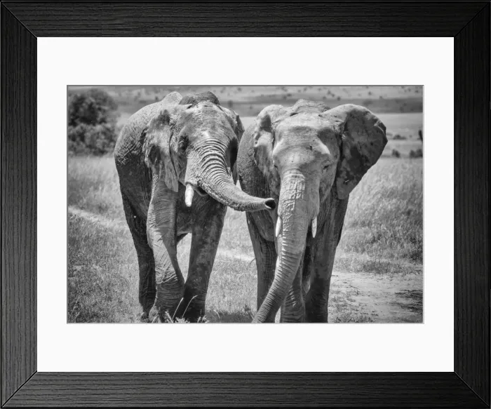 Framed Print : African Elephants Framed Print : African Elephants