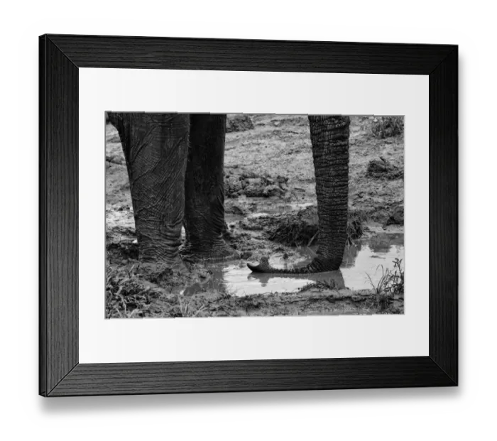 Framed Print : Elephant Trunk Framed Print : Elephant Trunk