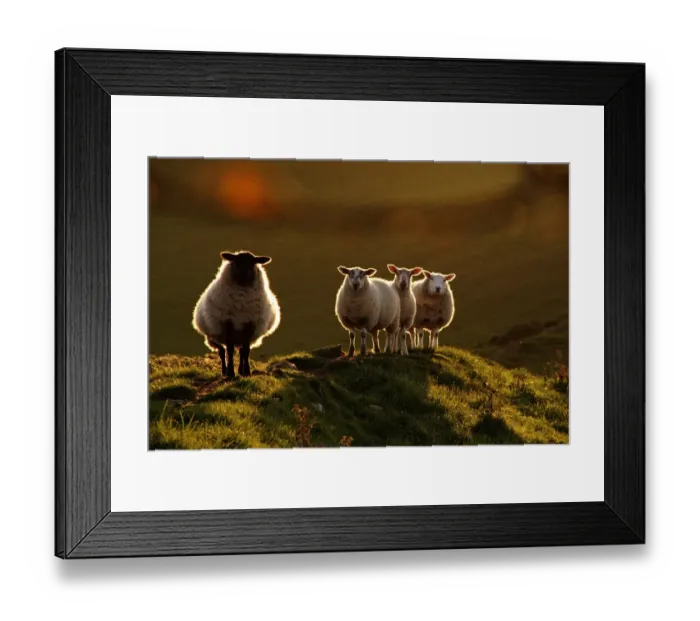 Framed Print : Angel Sheep