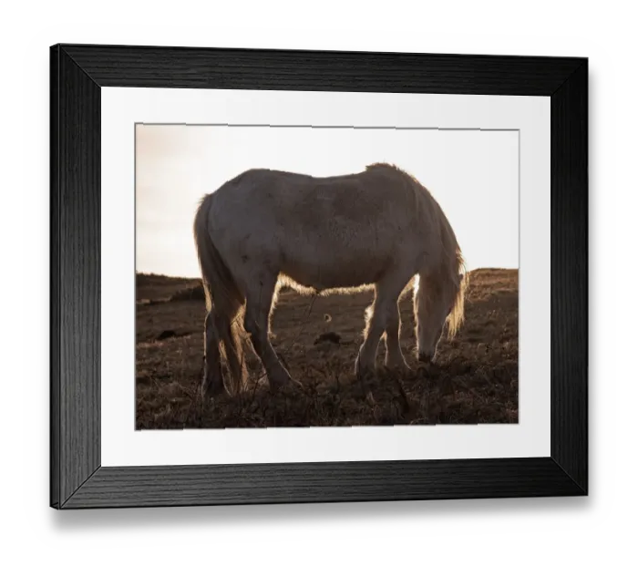 Framed Print : Wild Welsh ponies Framed Print : Wild Welsh ponies
