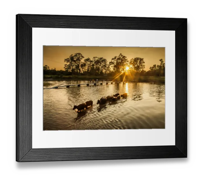 Framed Print : Water Buffalo cross the River Framed Print : Water Buffalo cross the River