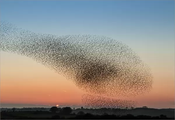 Murmuration of starling on Anglesey