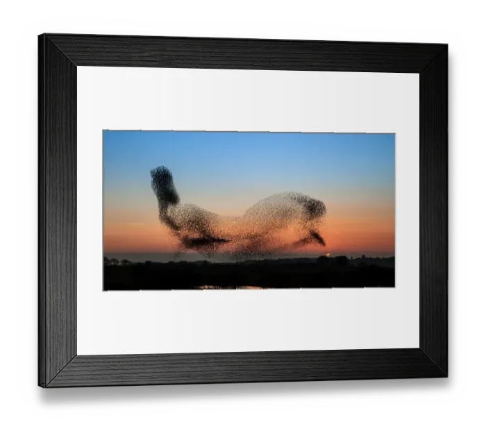 Framed Print : Anglesey Starlings - or a dolphin in the sky? Framed Print : Anglesey Starlings - or a dolphin in the sky?