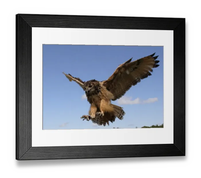 Framed Print : Bengal Eagle Owl Framed Print : Bengal Eagle Owl