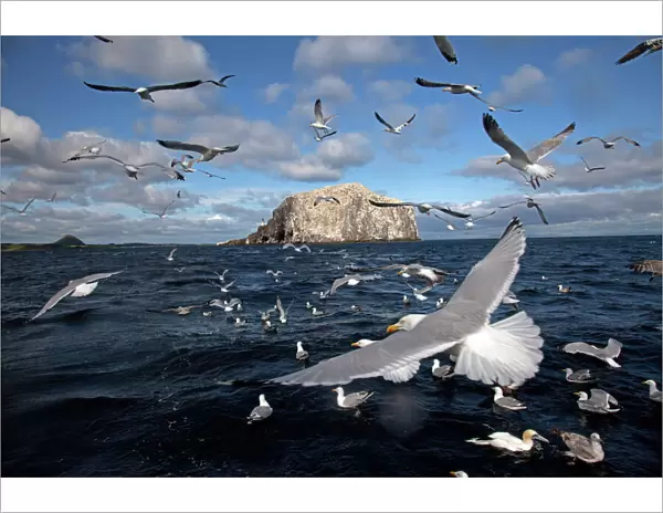 Bass Rock with flock of gannets and seagulls