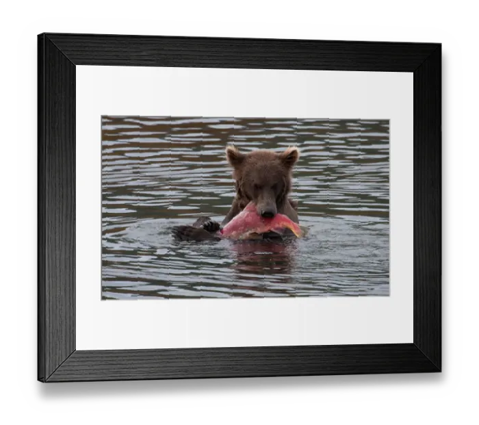 Framed Print : Brown Bear Framed Print : Brown Bear