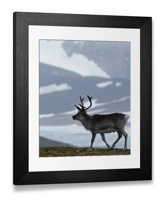 Framed Print : Reindeer in Arctic Svalbard Framed Print : Reindeer in Arctic Svalbard