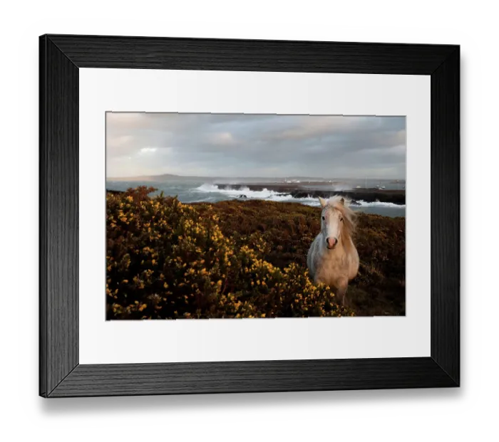 Framed Print : Wild welsh pony Framed Print : Wild welsh pony