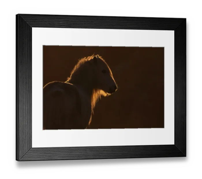 Framed Print : Wild welsh pony Framed Print : Wild welsh pony