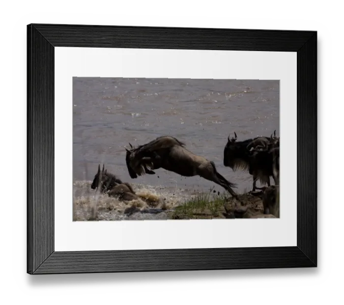 Framed Print : Wildebeast Leaping for Survival Framed Print : Wildebeast Leaping for Survival