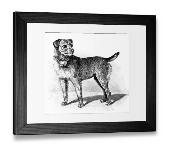 Framed Print : Scottish terrier as a war dog Framed Print : Scottish terrier as a war dog