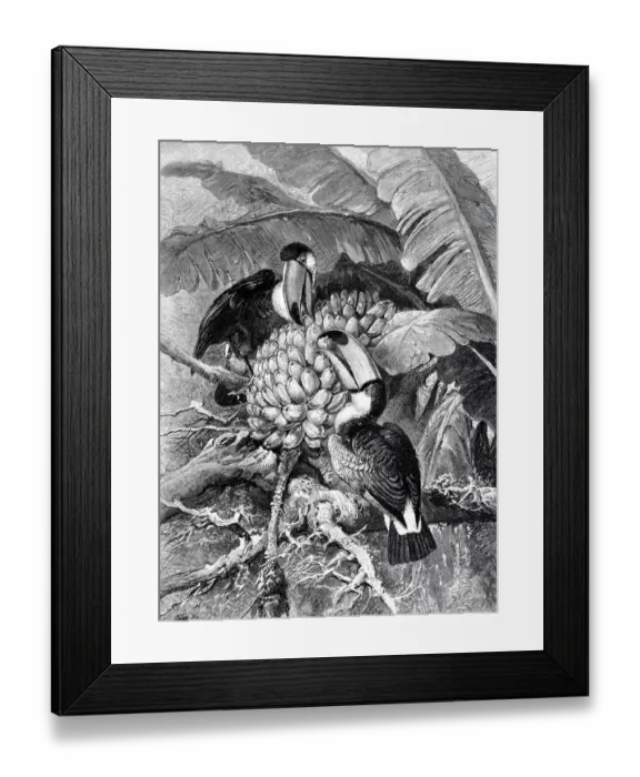 Framed Print : Birds with giant beaks eating bananas Framed Print : Birds with giant beaks eating bananas