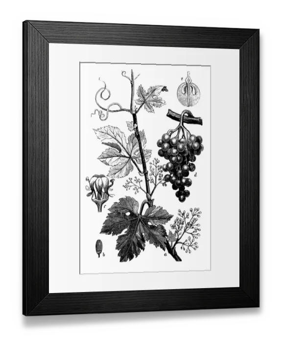 Framed Print : Botany plants antique engraving illustration: Vitis vinifera (common grape vine) Framed Print : Botany plants antique engraving illustration: Vitis vinifera (common grape vine)