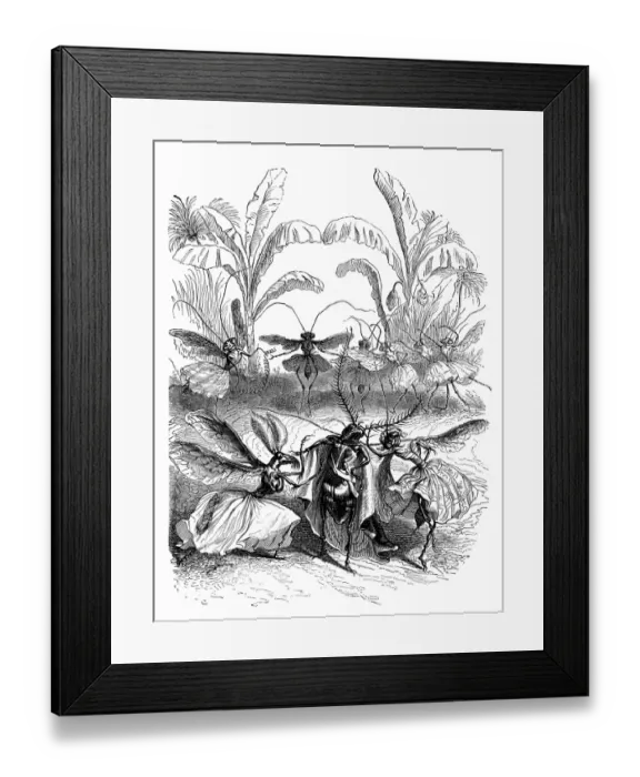 Framed Print : Humanized animals illustrations: Insects Framed Print : Humanized animals illustrations: Insects