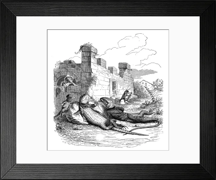 Framed Print : Humanized animals illustrations: Lizard relaxing Framed Print : Humanized animals illustrations: Lizard relaxing