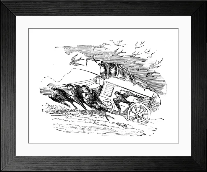 Framed Print : Humanized animals illustrations: Swallow carriage