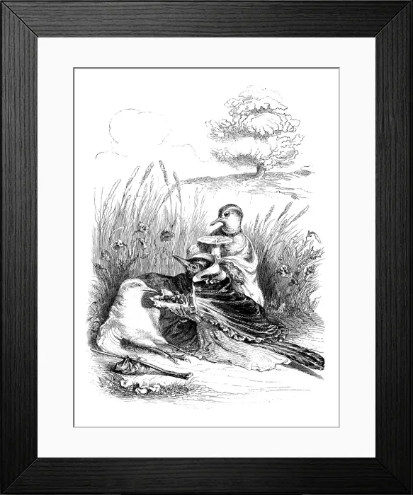 Framed Print : Humanized animals illustrations: Birds helping feeding Framed Print : Humanized animals illustrations: Birds helping feeding