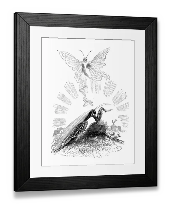 Framed Print : Humanized animals illustrations: Praying mantis Framed Print : Humanized animals illustrations: Praying mantis