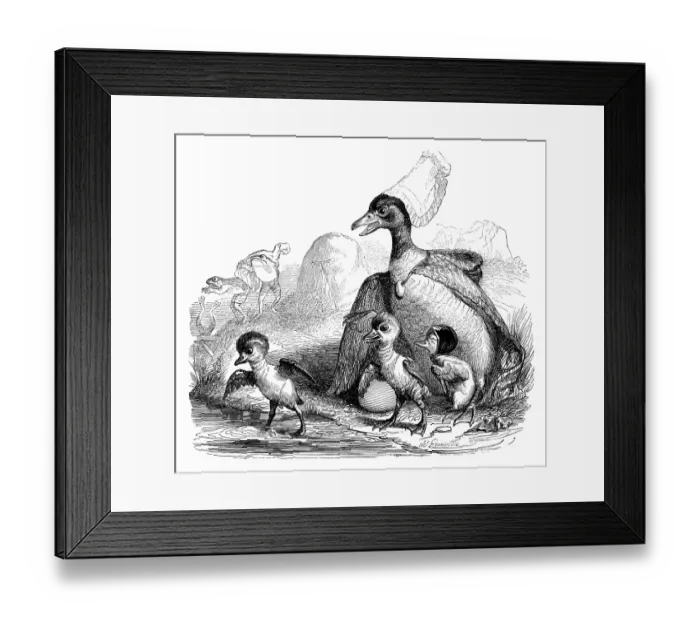 Framed Print : Humanized animals illustrations: Birds and frogs Framed Print : Humanized animals illustrations: Birds and frogs