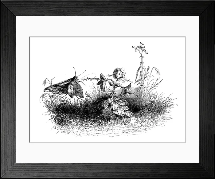 Framed Print : Humanized animals illustrations: Moth and flower Framed Print : Humanized animals illustrations: Moth and flower