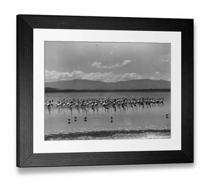Framed Print : Flamingos. A flock of flamingos at Lake Nakuru, Kenya Framed Print : Flamingos. A flock of flamingos at Lake Nakuru, Kenya