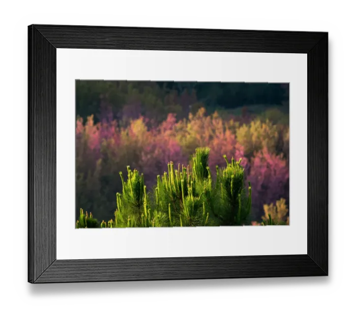 Framed Print : pine tree and Cherry blossom forest at Phu lom lo Framed Print : pine tree and Cherry blossom forest at Phu lom lo