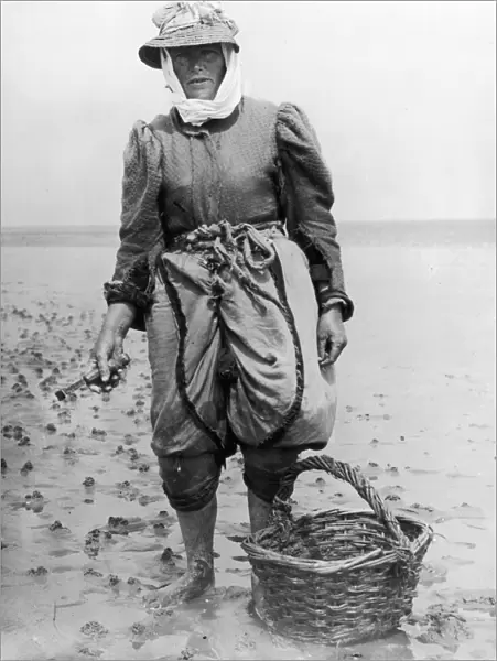 Cockles. A woman collecting cockles on the beach at Stiffkey, Norfolk, circa 1910