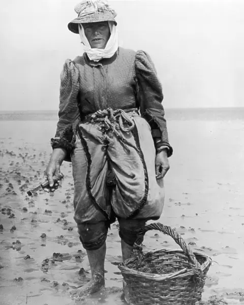 Cockles. A woman collecting cockles on the beach at Stiffkey, Norfolk, circa 1910
