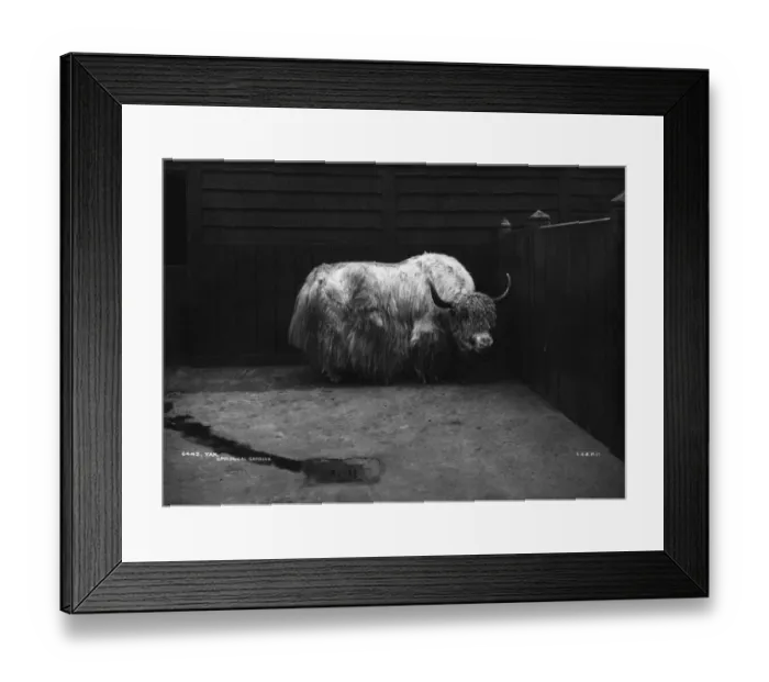Framed Print : Yak. A yak in its enclosure at Regents Park zoo Framed Print : Yak. A yak in its enclosure at Regents Park zoo