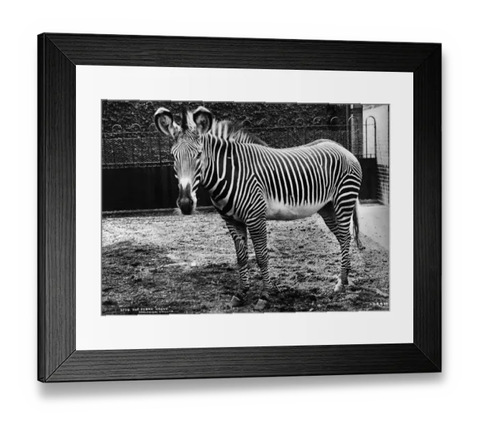 Framed Print : Zebra. Grevy a zebra at Regents Park zoo in its enclosure Framed Print : Zebra. Grevy a zebra at Regents Park zoo in its enclosure