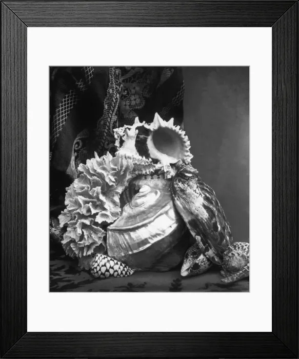 Framed Print : Sea Life. circa 1855: A still life of sea shells, with mother of pearl and coral Framed Print : Sea Life. circa 1855: A still life of sea shells, with mother of pearl and coral