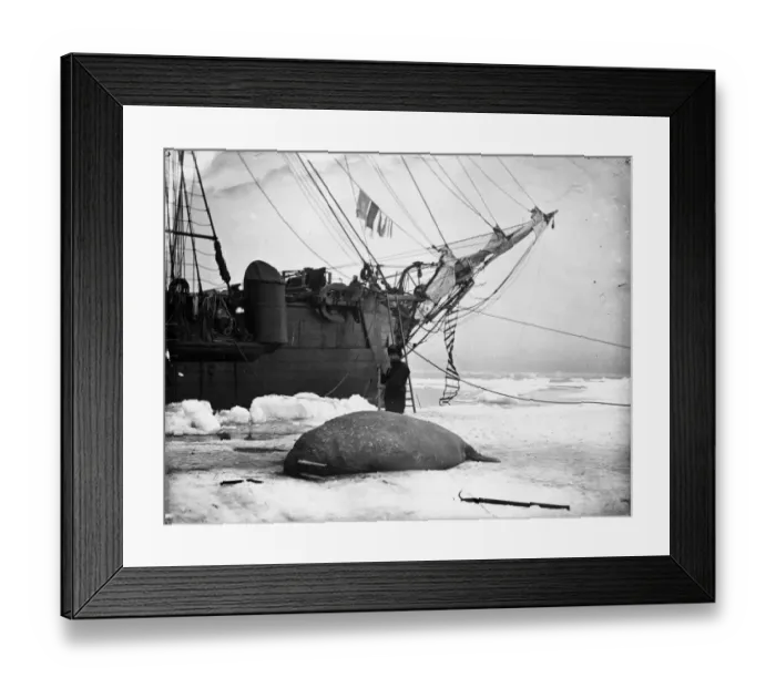 Framed Print : Nares Expedition Framed Print : Nares Expedition