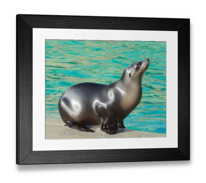 Framed Print : black, captive animals, grey, nobody, otariidae, pool, seal, zalophus californianus