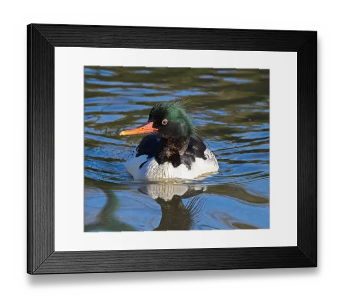 Framed Print : ave, avian, black, captive animals, chinese merganser, green, male, merganser, mergus squamatus Framed Print : ave, avian, black, captive animals, chinese merganser, green, male, merganser, mergus squamatus