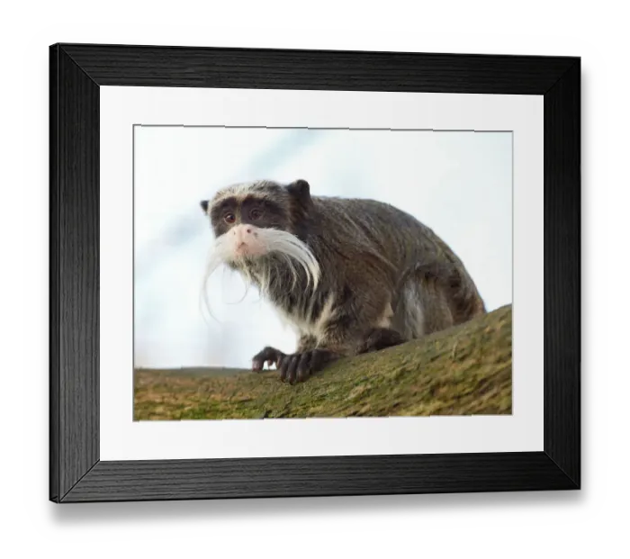 Framed Print : branch, callitrichidae, captive animals, differential focus, nobody, saguinus imperator Framed Print : branch, callitrichidae, captive animals, differential focus, nobody, saguinus imperator