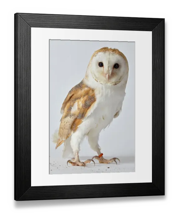 Framed Print : ave, avian, captive animals, gold coloured, nobody, nocturnal, plain background, predator Framed Print : ave, avian, captive animals, gold coloured, nobody, nocturnal, plain background, predator