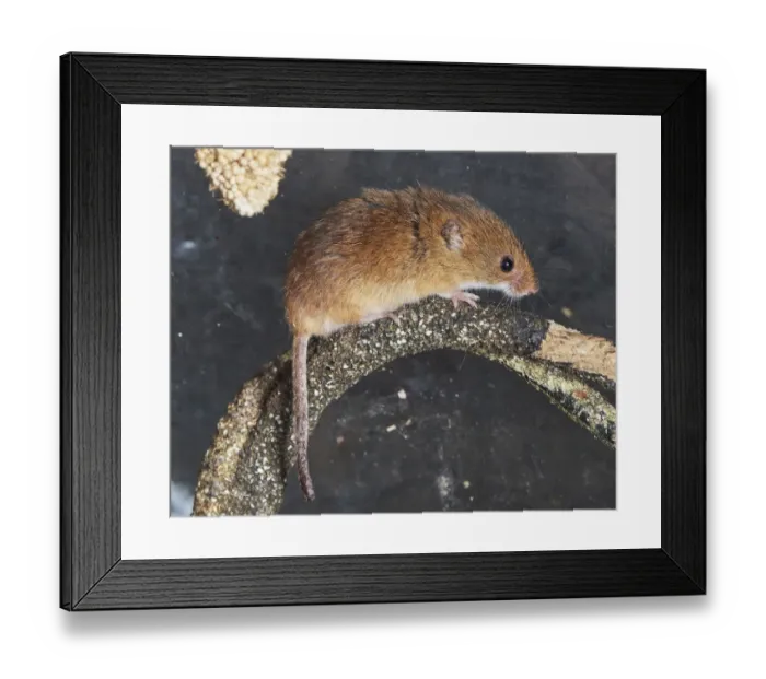 Framed Print : branch, captive animals, eurasian harvest mouse, furry, mammology, micromys minutus Framed Print : branch, captive animals, eurasian harvest mouse, furry, mammology, micromys minutus
