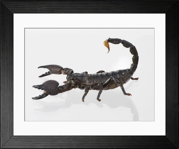Framed Print : black, captive animals, nobody, pandinus imperator, plain background, scorpionidae Framed Print : black, captive animals, nobody, pandinus imperator, plain background, scorpionidae