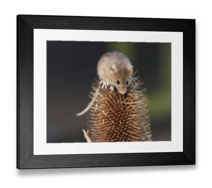 Framed Print : Harvest mouse (Micromys minutus) climbing on teasel seedhead, captive Framed Print : Harvest mouse (Micromys minutus) climbing on teasel seedhead, captive