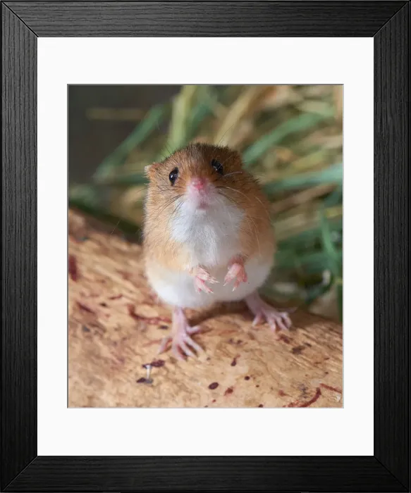 Framed Print : captive animals, eurasian harvest mouse, furry, micromys minutus, mouse, muridae, nobody Framed Print : captive animals, eurasian harvest mouse, furry, micromys minutus, mouse, muridae, nobody