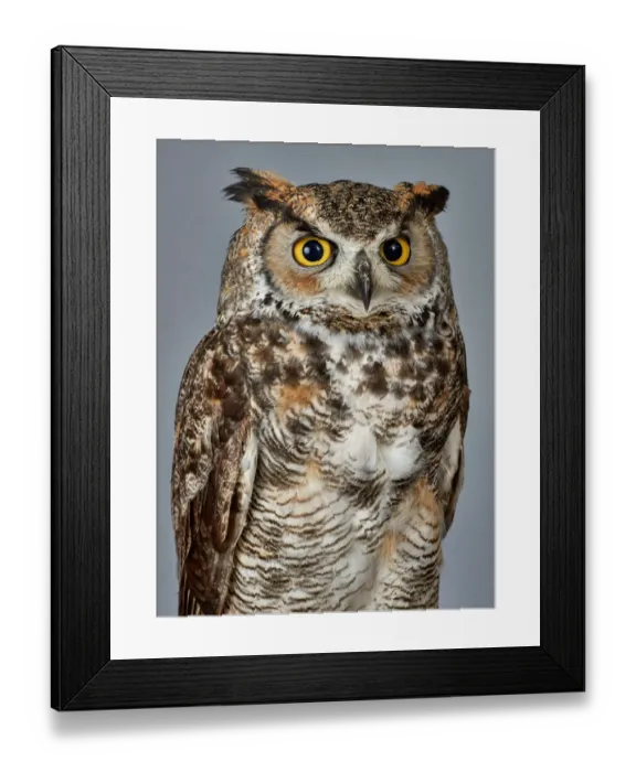 Framed Print : ave, avian, bubo virginianus, captive animals, ear tuft, grey background, nobody Framed Print : ave, avian, bubo virginianus, captive animals, ear tuft, grey background, nobody
