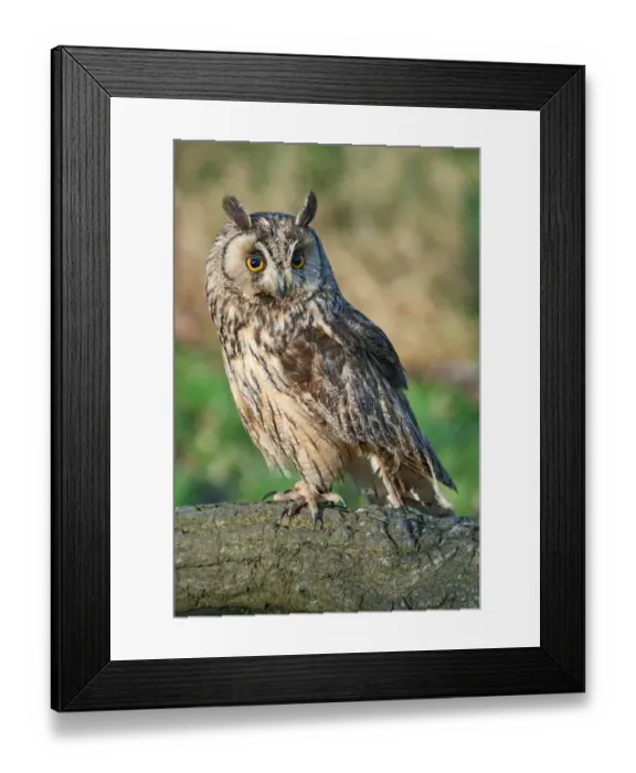 Framed Print : asio otus, avian, captive animals, ear tuft, nobody, nocturnal, northern long-eared owl Framed Print : asio otus, avian, captive animals, ear tuft, nobody, nocturnal, northern long-eared owl