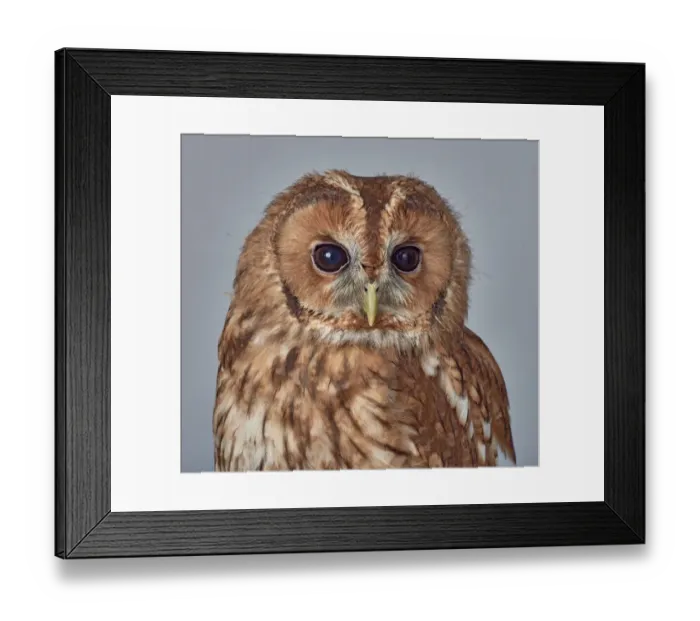 Framed Print : ave, avian, brown owl, captive animals, grey background, nobody, nocturnal, predator