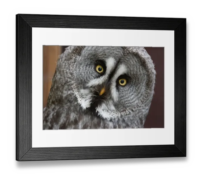 Framed Print : captive animals, great grey owl, grey, nobody, strigidae, strix nebulosa Framed Print : captive animals, great grey owl, grey, nobody, strigidae, strix nebulosa