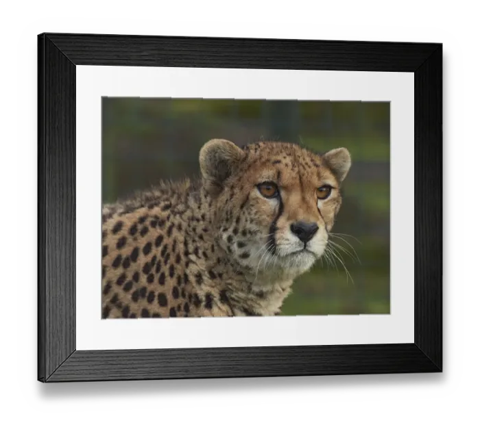 Framed Print : acinonyx jubatus, captive animals, felidae, mammology, nobody