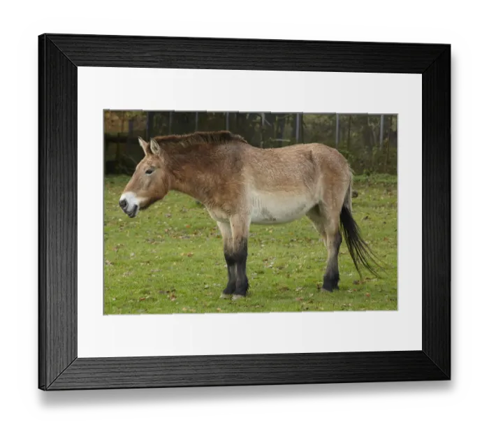 Framed Print : captive animals, endangered, equidae, equine, hooved animal, nobody, whipsnade, wild Framed Print : captive animals, endangered, equidae, equine, hooved animal, nobody, whipsnade, wild