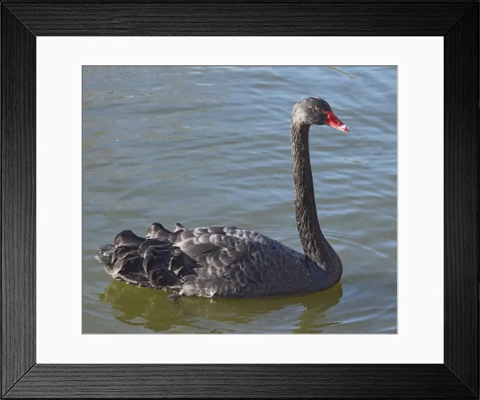 Framed Print : ave, avian, black, captive animals, cygnus atratus, fresh water bird, nobody, ornithology Framed Print : ave, avian, black, captive animals, cygnus atratus, fresh water bird, nobody, ornithology