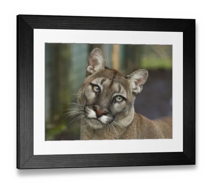 Framed Print : captive animals, felidae, mammology, nobody, puma, puma concolor, south american Framed Print : captive animals, felidae, mammology, nobody, puma, puma concolor, south american